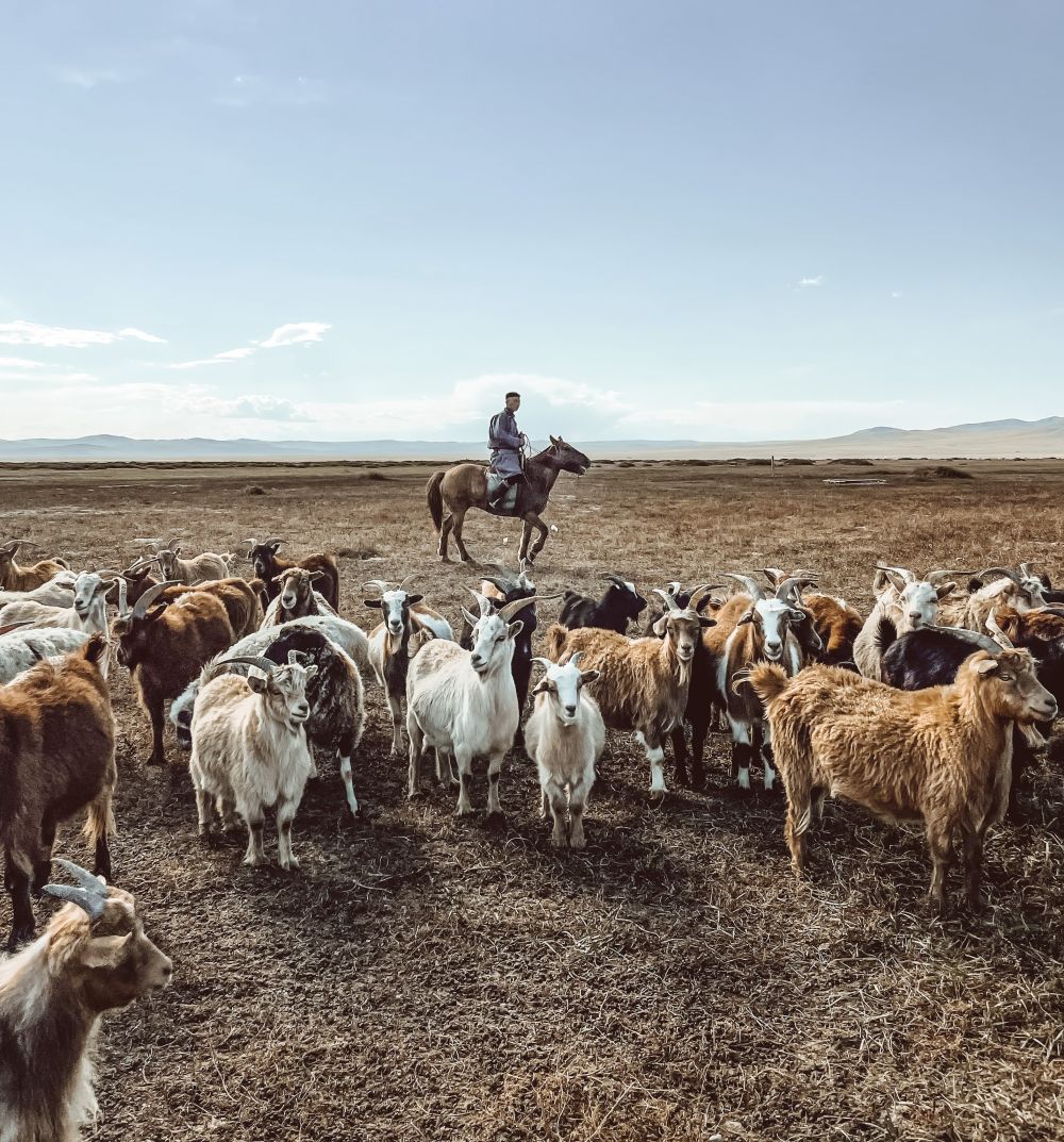 Cashmere herder in Mongolia