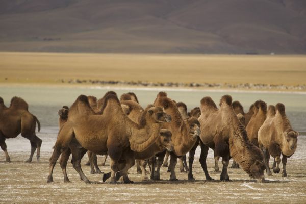 Mongolia Photography Tour Guide