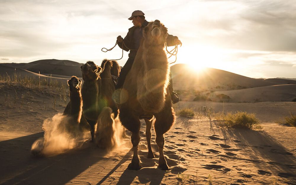 Gobi Wüste Sanddünen Kamel Reiten