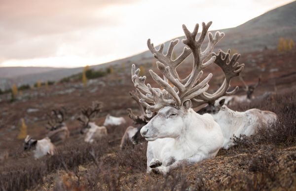 Ulaan Taiga in der Provinz Khuvsgul