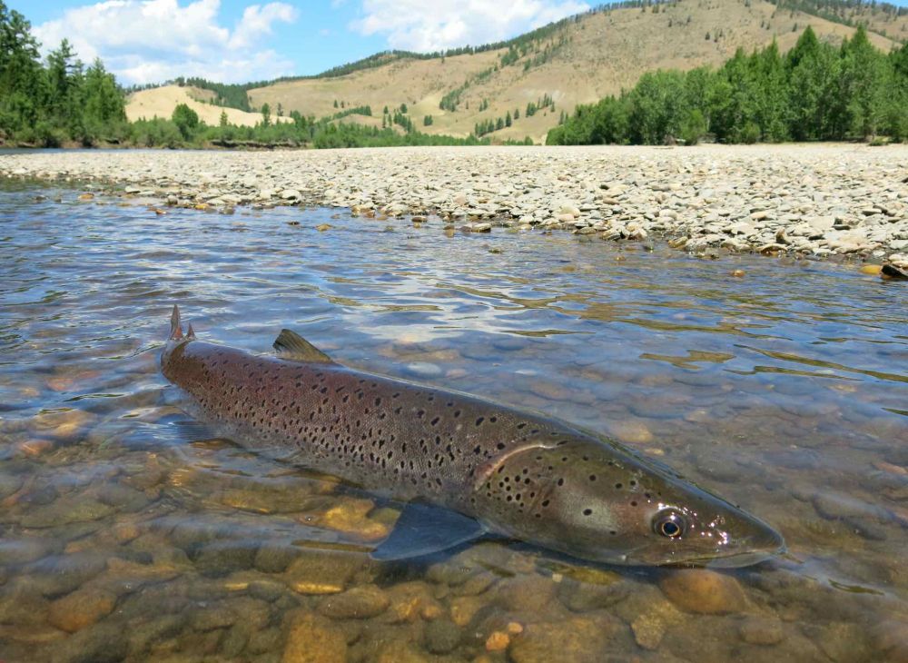 Tiamen fishing in Mongolia