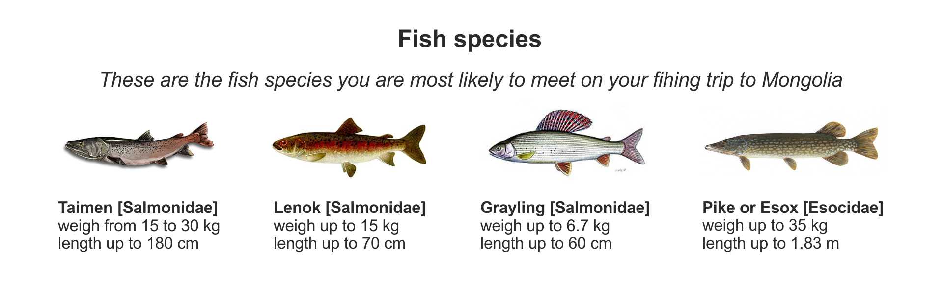 Fish Species