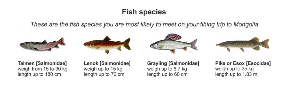 Fish species