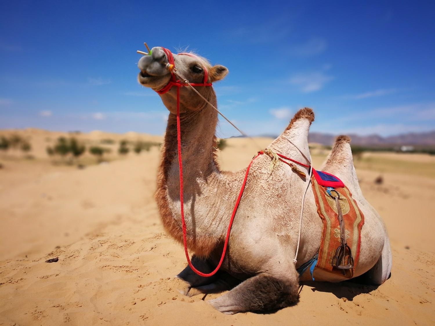 A camel waiting to go trekking in the Mongolian countryside