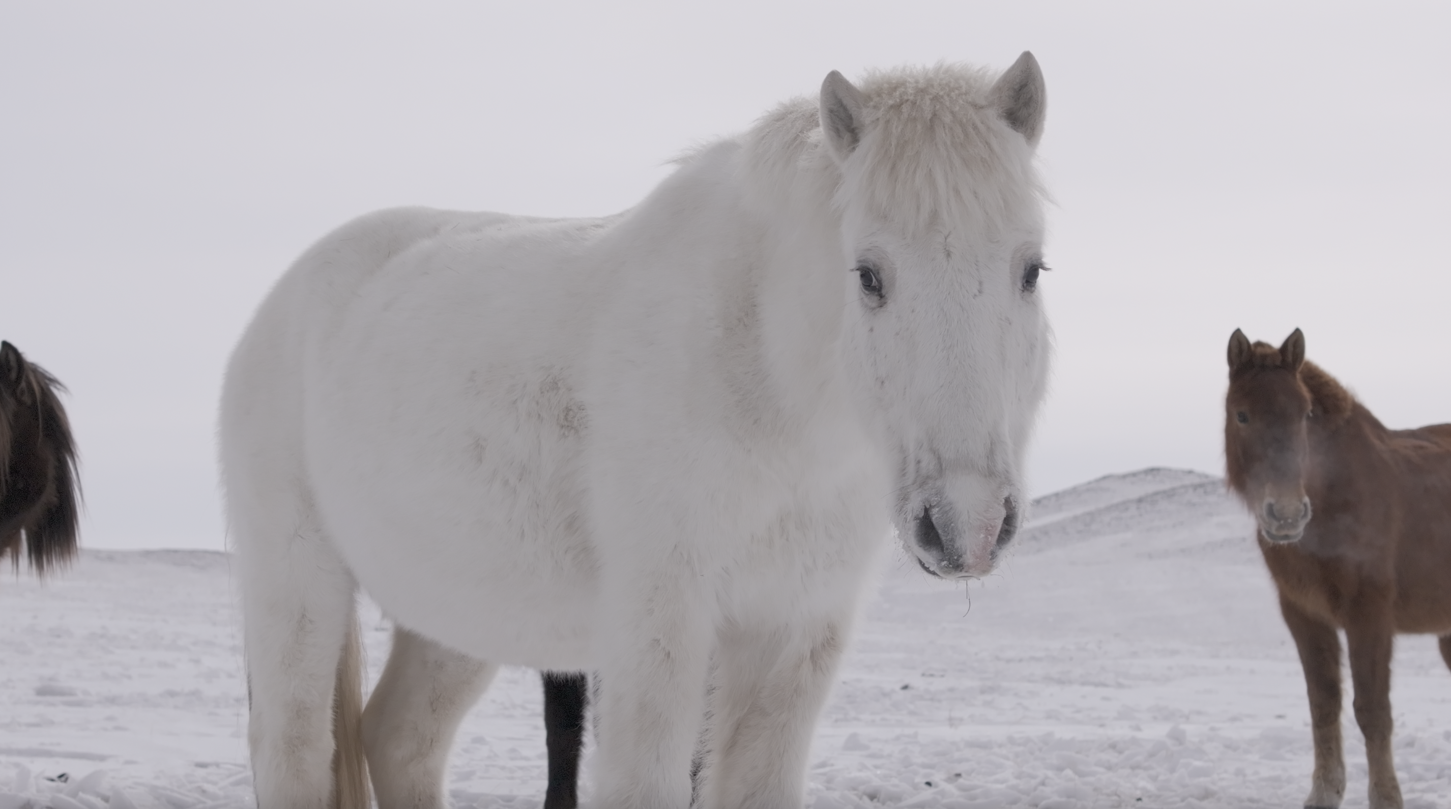 Illustration of Mongolian horses in their natural habitat