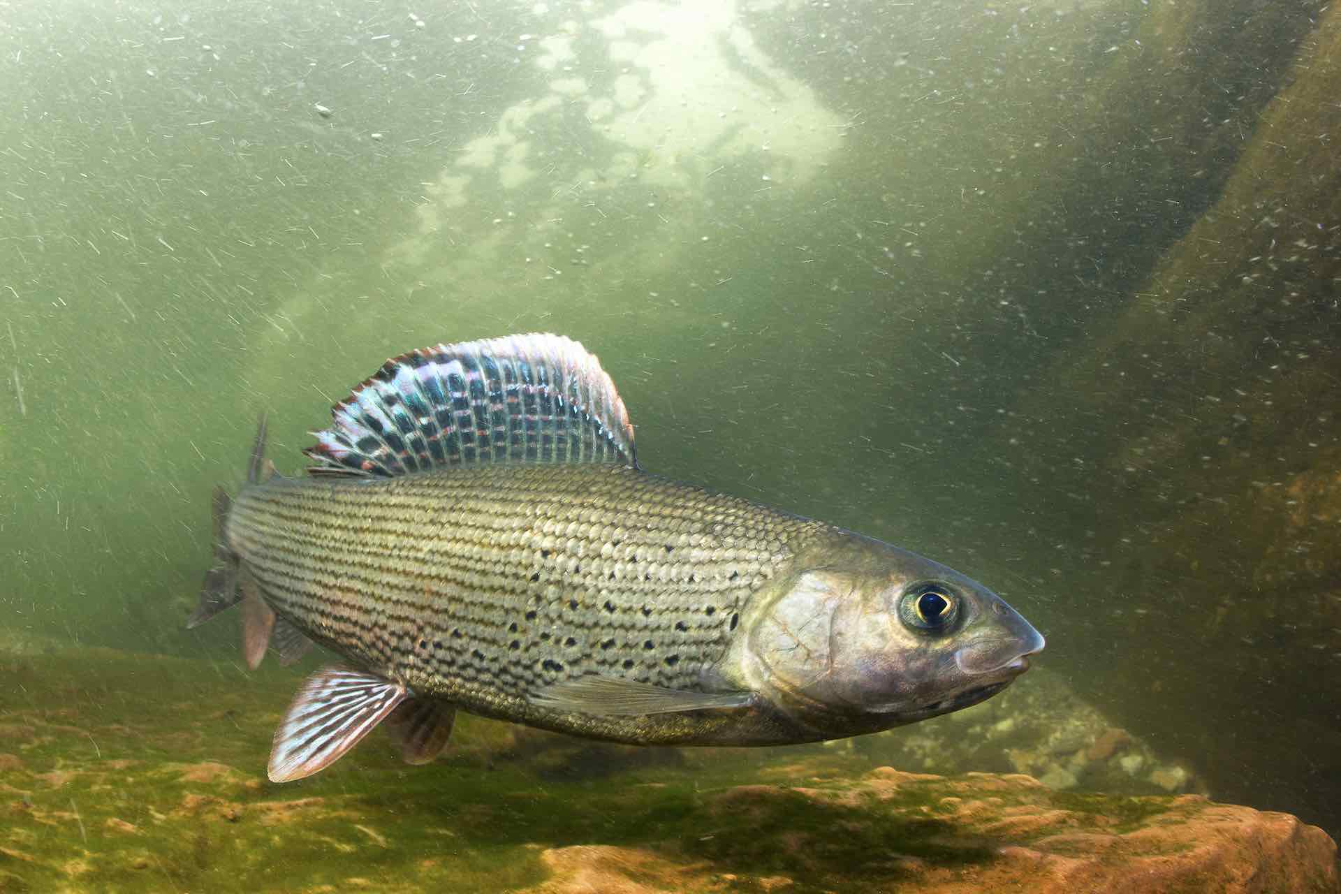 Grayling fishing in Mongolia