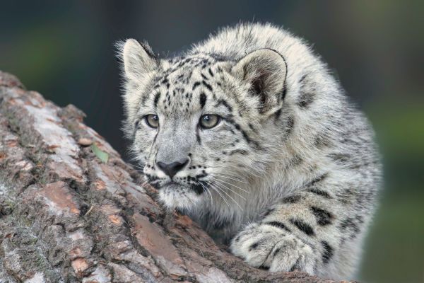 Snow Leopard Mongolia