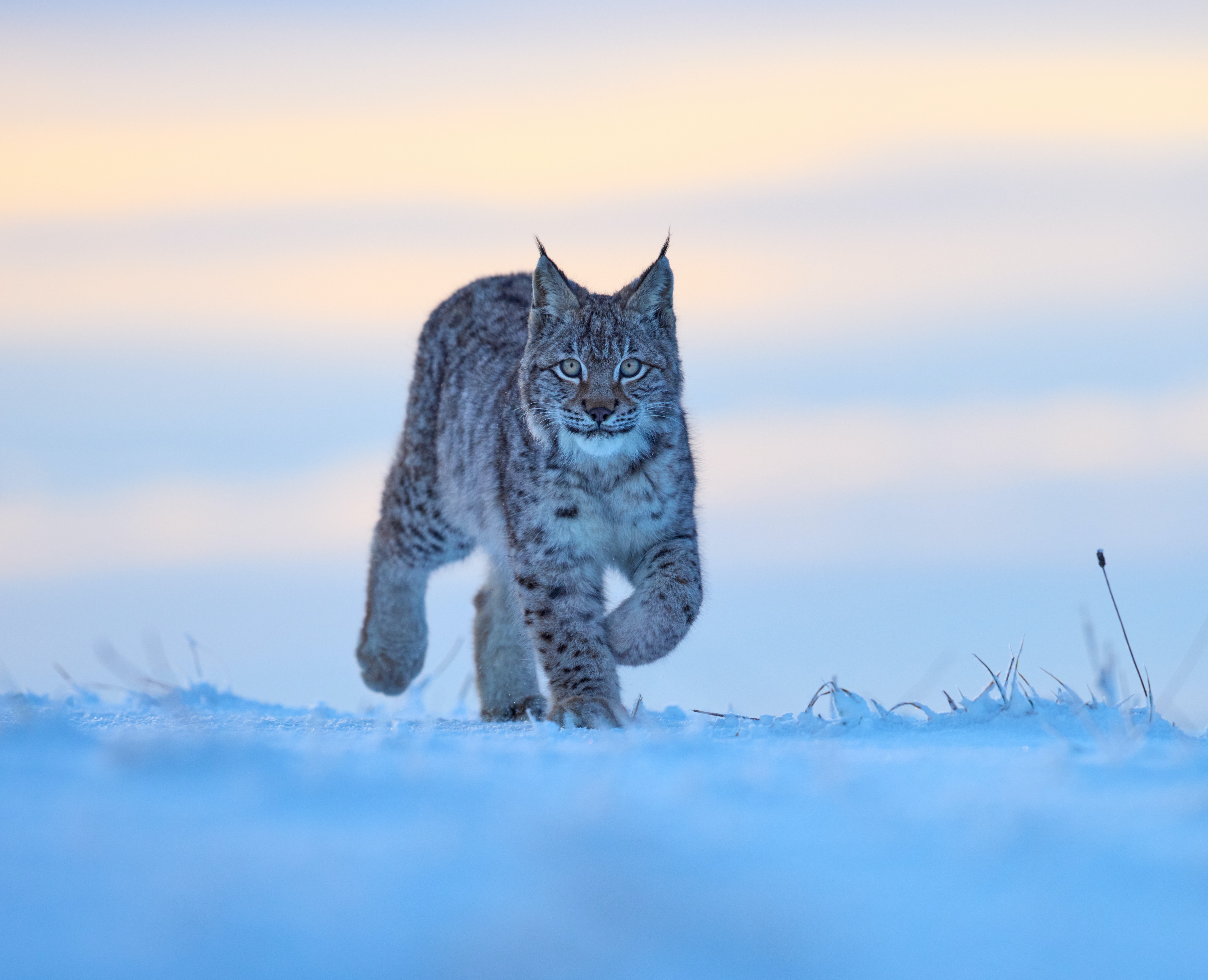 Wildlife expedition in Mongolia during winter