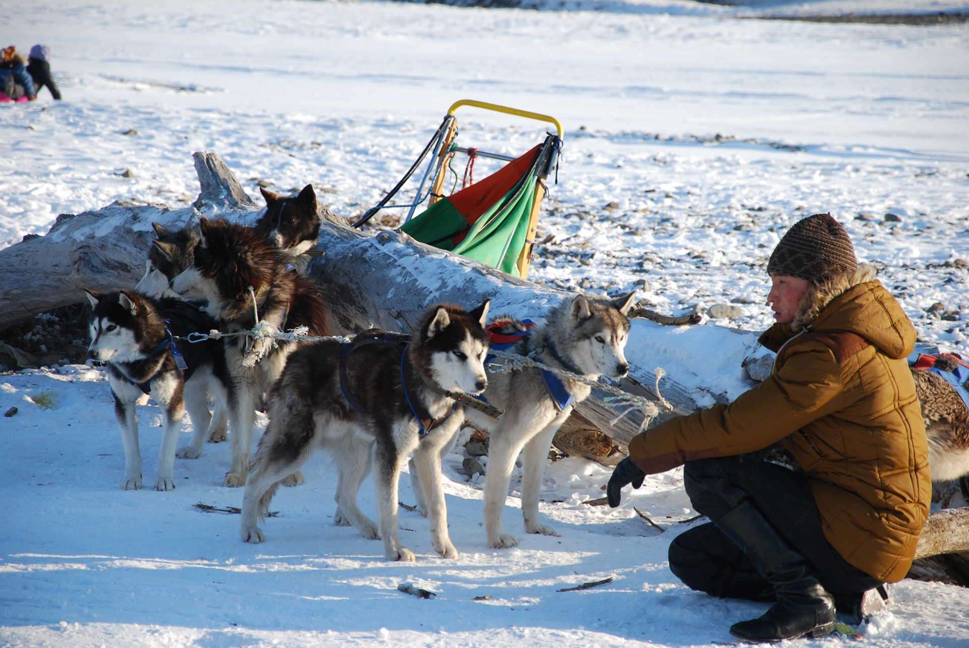 Dog Sledding 