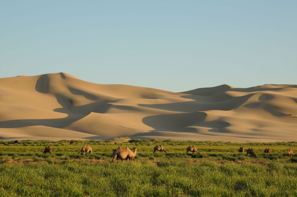 Khongoryn Els Sand dunes