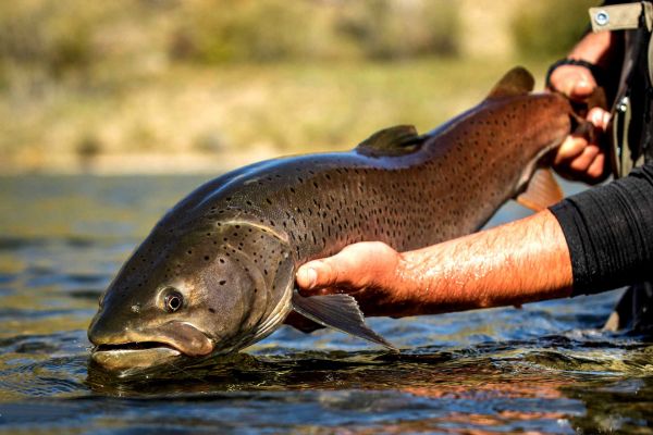 Taimen Fishing In Northern Mongolia