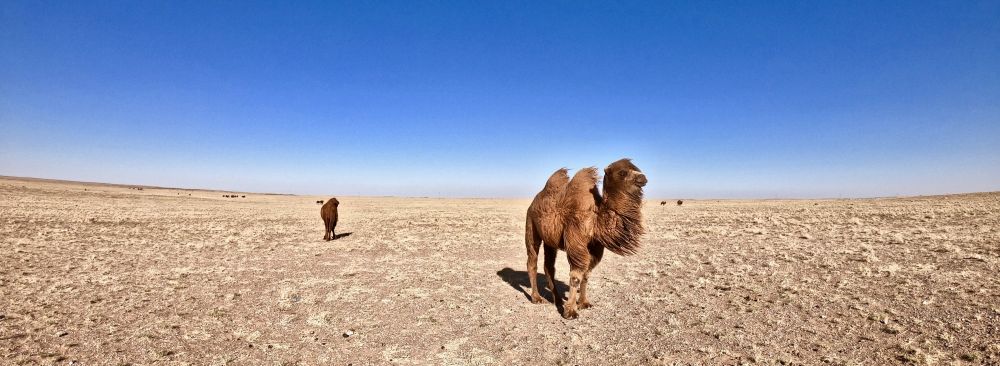A bacterian camel in the desert