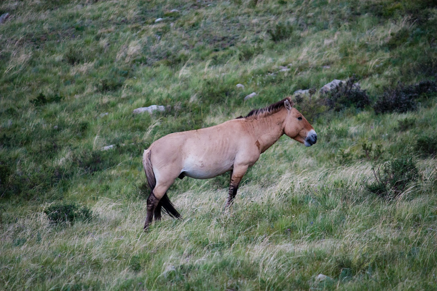 Khustai Nuruu National Park