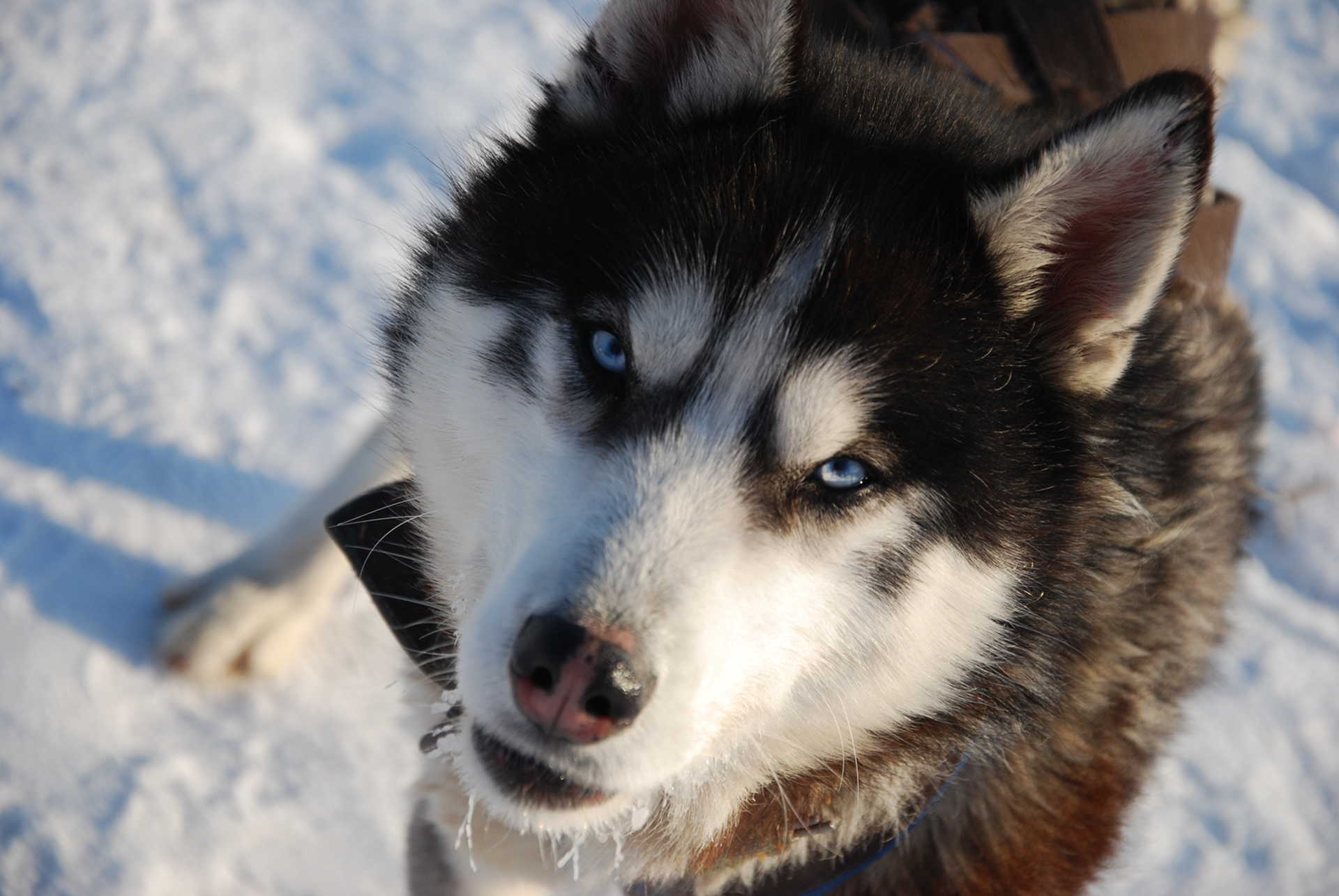 Husky dog