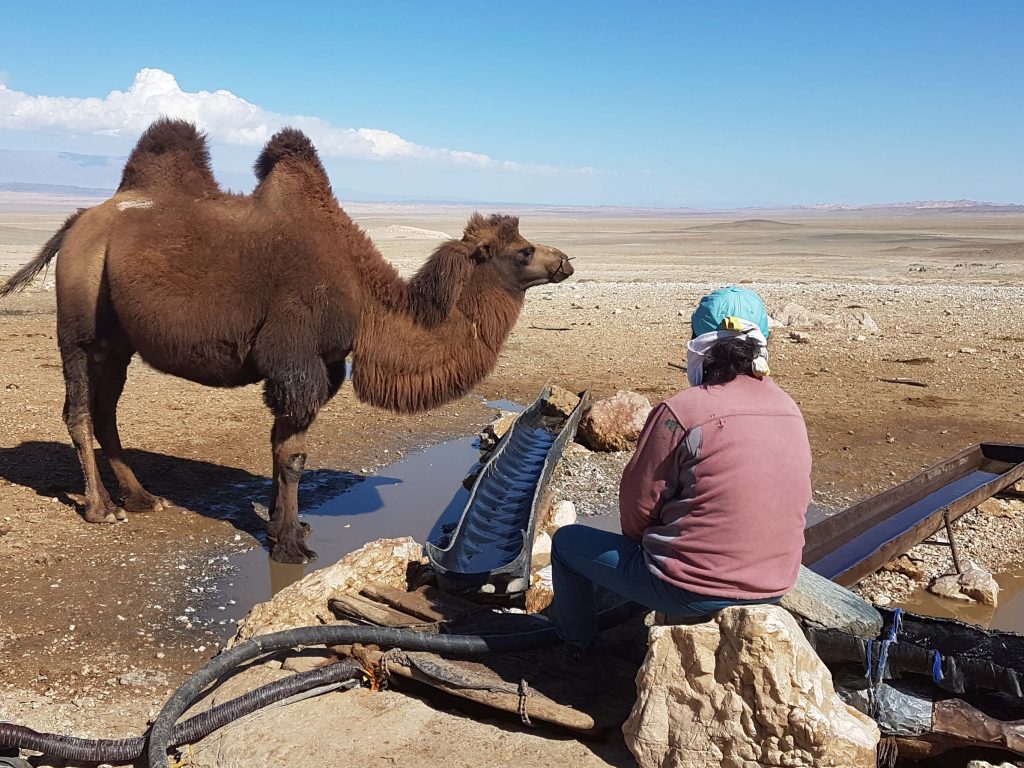 Water well in Gobi with camels