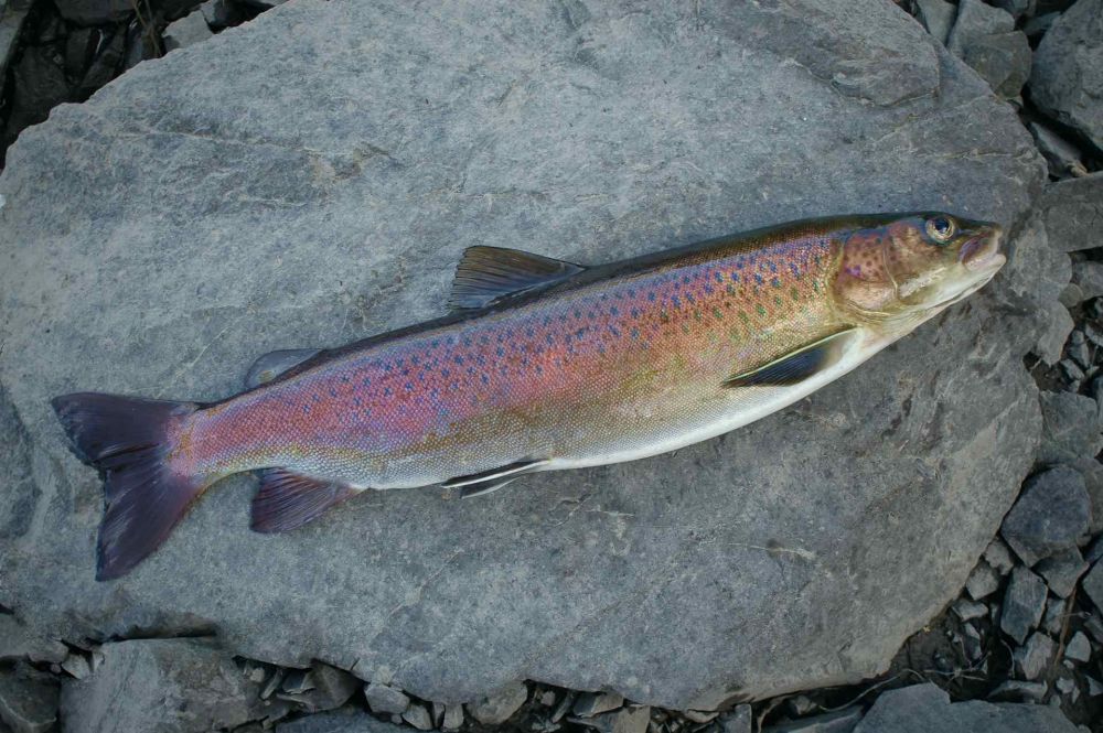 Lenok fishing in Mongolia