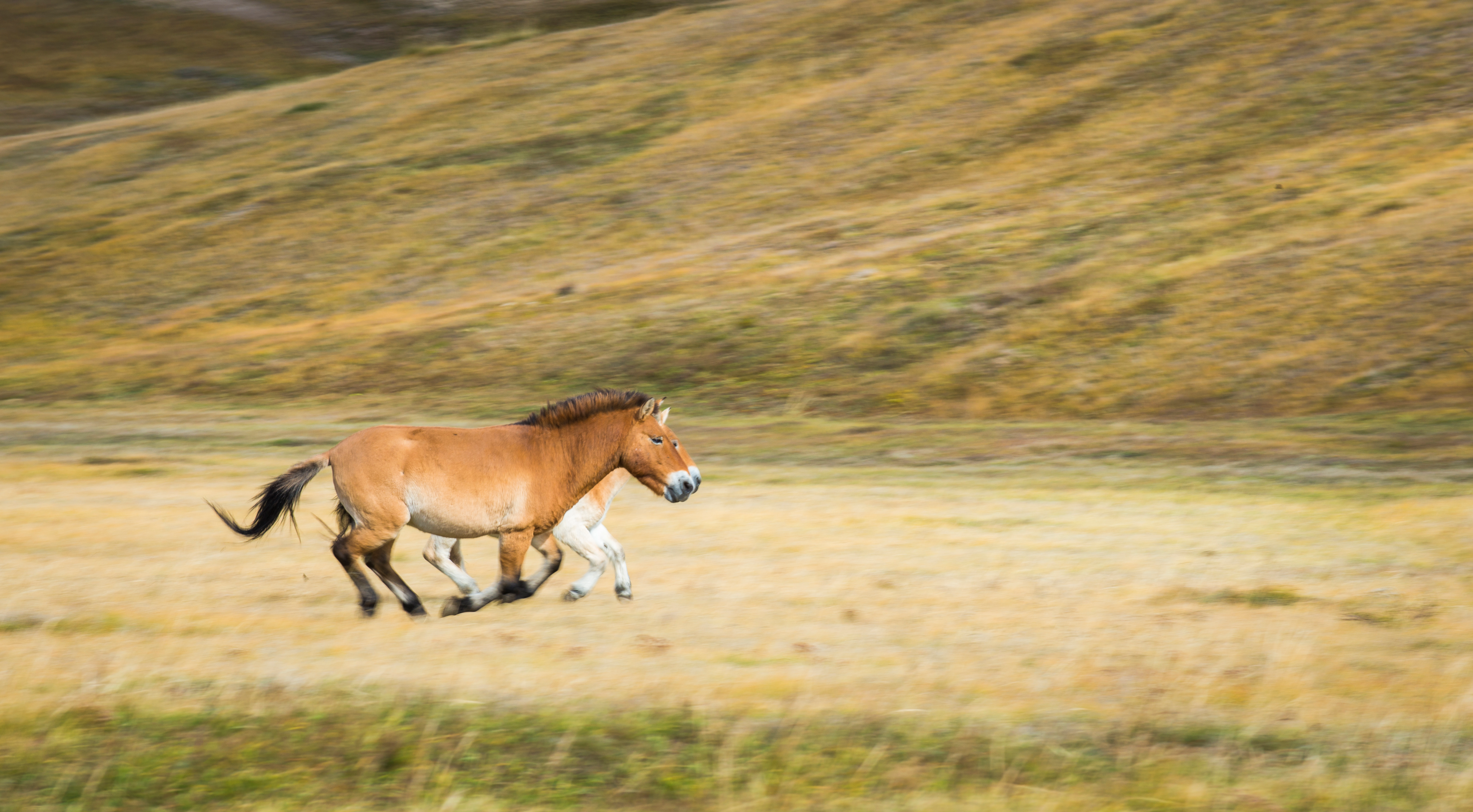 Watch the wild horses in Mongolia
