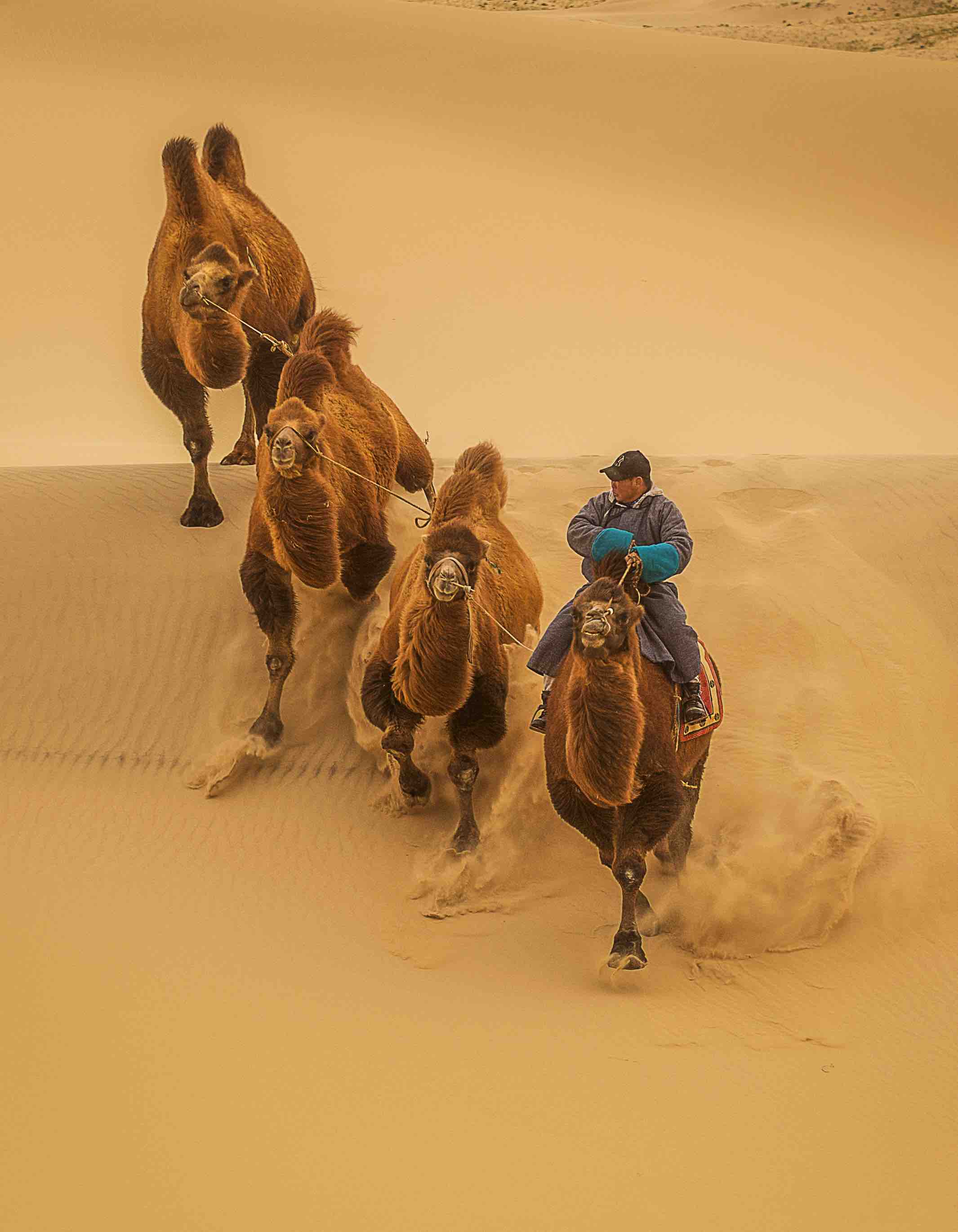 Gobi camel herder