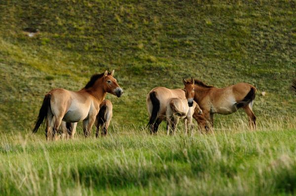 Escape to Khustain National Park 