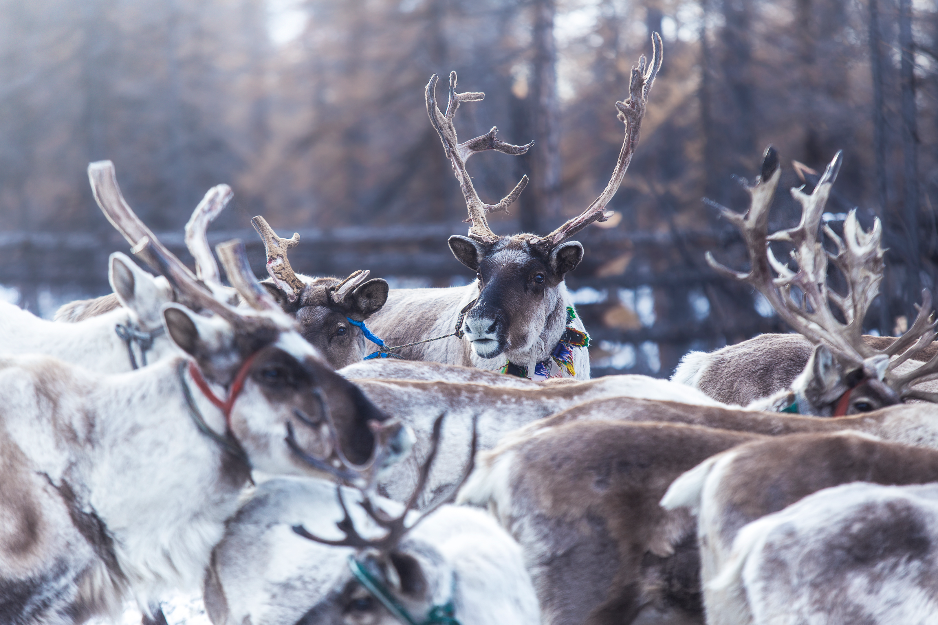 Reindeer in Taiga