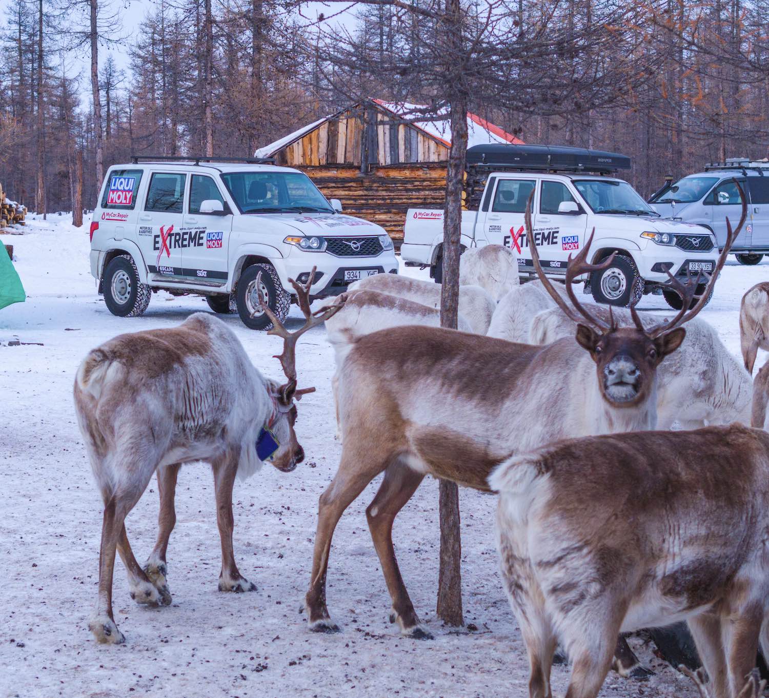 visit mongolia in winter