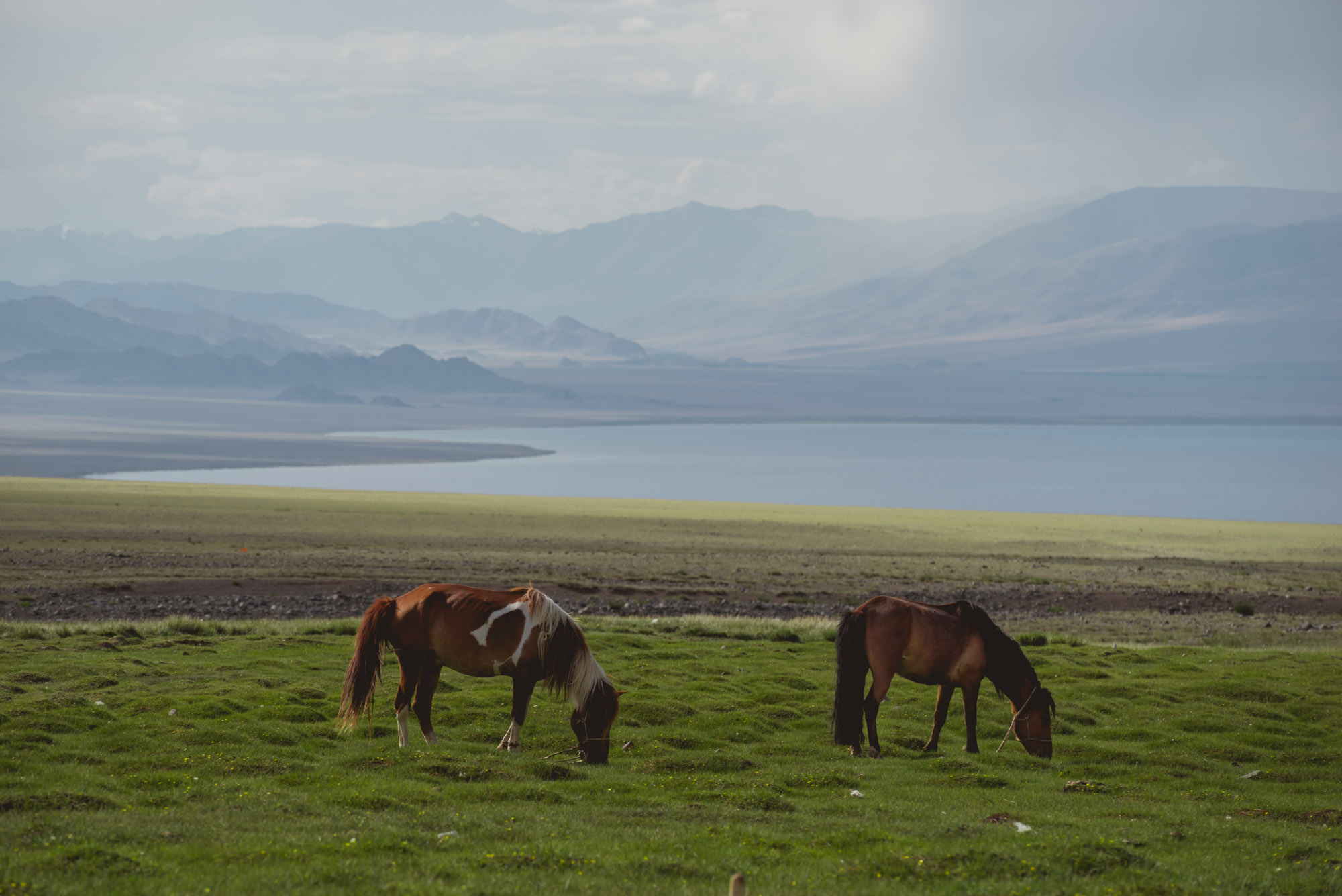 Pferde im Westen der Mongolei