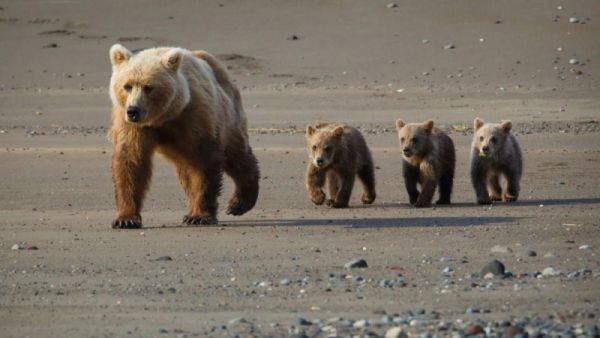 Zuidelijke Altai Gobi Strikt Beschermd Gebied in Gobi Altai