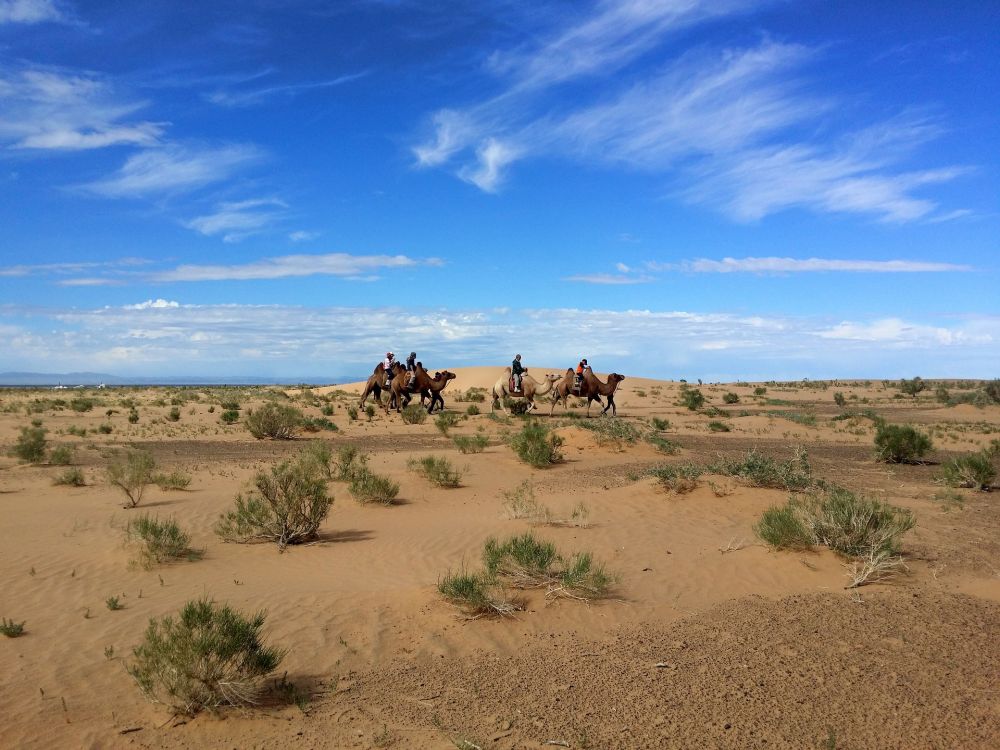 People riding bacterian camels in the gobi desert