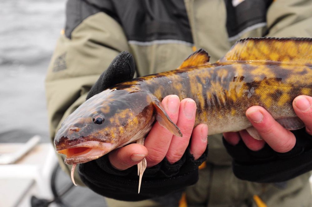 Burbot fishing in Mongolia