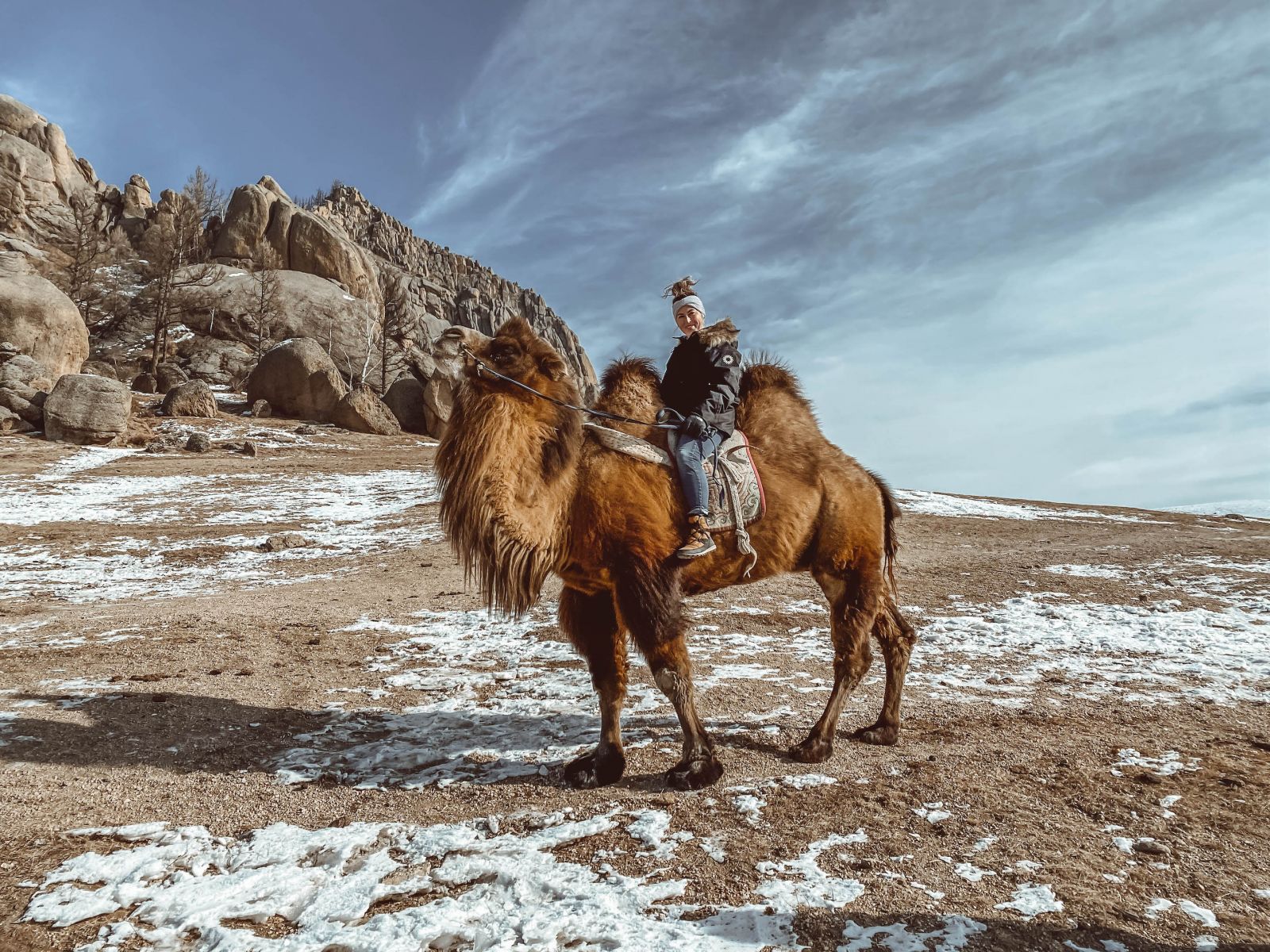 Gobi Desert Camel