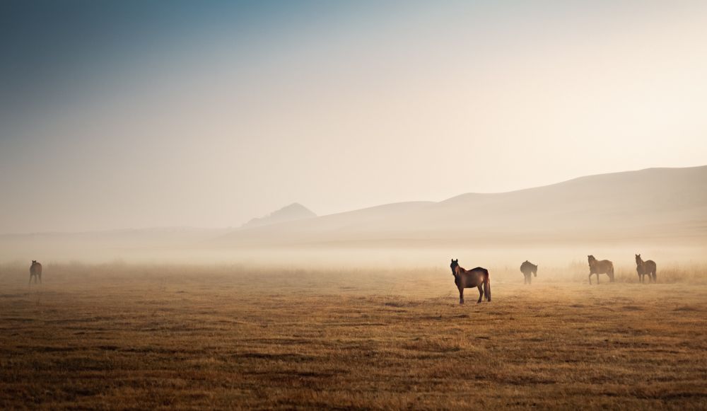 Takhi horses in Mongolian grassland