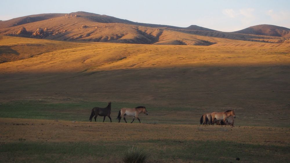 Khustai National Park