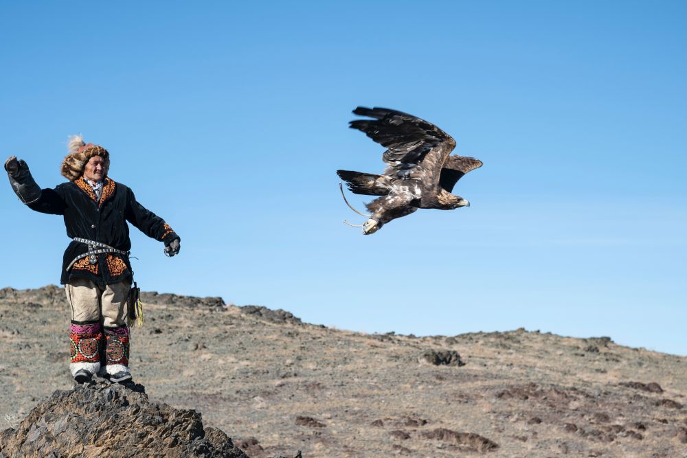 Eagle flying from the arm of a man