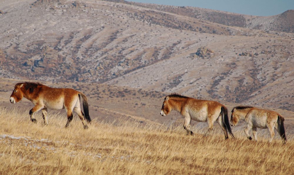 Takhi horses in Khustain national park