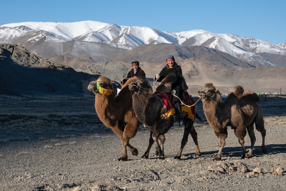 People riding on camel back