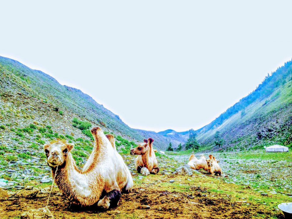 Camels sitting on grassland