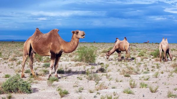 Getting Around Mongolia